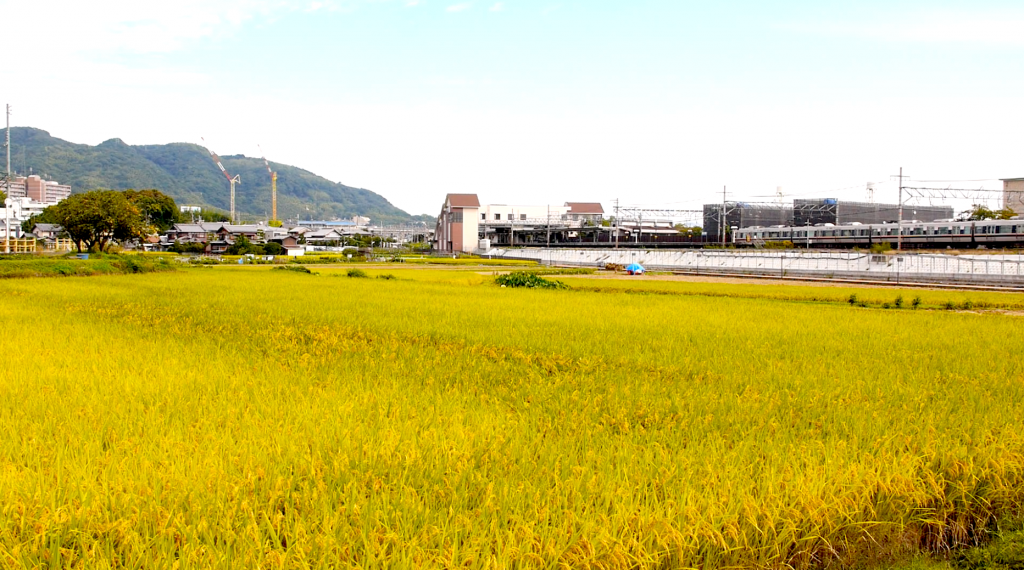 Awards and Honors image of Prof. Yue Kuo.